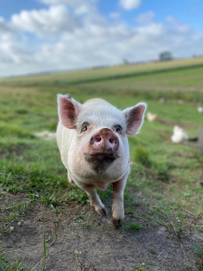 “in Oans Oefje” Parel In De Polder!